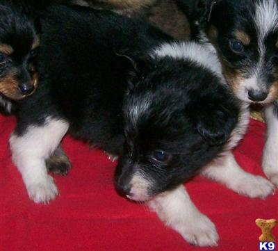 Puppies in NJ